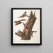 Pteromys volucella Gemeines Flugbeutelschwanz-Ästling Natürliche Größe 1 2 Männchen 3 4 Weibchen 5 Junge - John Woodhouse Audubon — gerahmtes Bild an der Wand