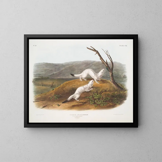 John Woodhouse Audubon - Putorius agilis Little Nimble Weasel Male  female Natural size Winter pelage.webp
