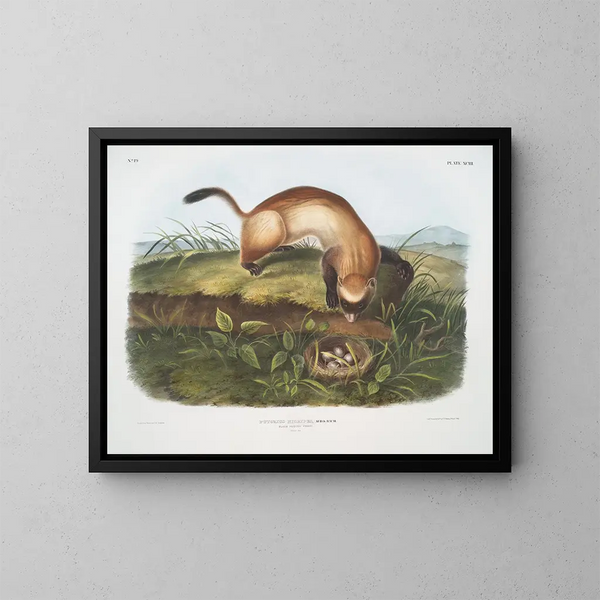 Furet noir à pieds noirs taille naturelle - John Woodhouse Audubon — gerahmtes Bild an der Wand