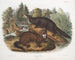 Morse vison taille naturelle mâle et femelle - John Woodhouse Audubon — Ansicht des Kunstwerks