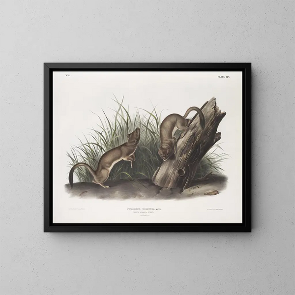 Fouine bianca dimensione naturale 1 maschio 2 femmine - John Woodhouse Audubon — quadro incorniciato alla parete