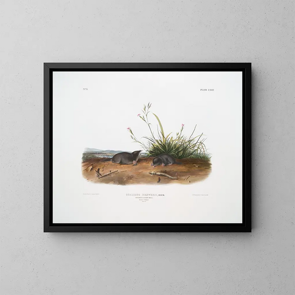 Mole shrew di Brewer in dimensioni naturali - John Woodhouse Audubon — quadro incorniciato alla parete