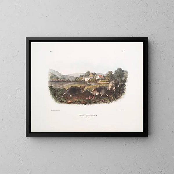 Mole shrew americano comune dimensione naturale maschio femmina - John Woodhouse Audubon — quadro incorniciato alla parete
