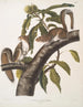 Sciurus carolinensis, Grauhörnchen aus Carolina, natürliche Größe, männlich und weiblich - John Woodhouse Audubon — Ansicht des Kunstwerks