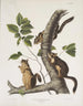 Sciurus douglasii Douglas-Eichhörnchen Originalgröße 1 Männchen 2 Weibchen - John Woodhouse Audubon — Ansicht des Kunstwerks