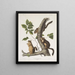 Sciurus douglasii Douglas-Eichhörnchen Originalgröße 1 Männchen 2 Weibchen - John Woodhouse Audubon — gerahmtes Bild an der Wand