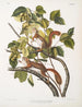 John Woodhouse Audubon — Ansicht des Kunstwerks
