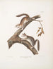 Écureuil velu Sciurus laniginosus, taille naturelle - John Woodhouse Audubon — Ansicht des Kunstwerks