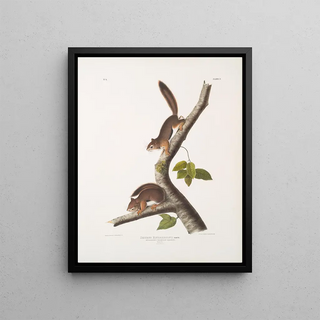 John Woodhouse Audubon - Sciurus Richardsonii Richardsons Columbian Squirrel Natural size Male Female.webp