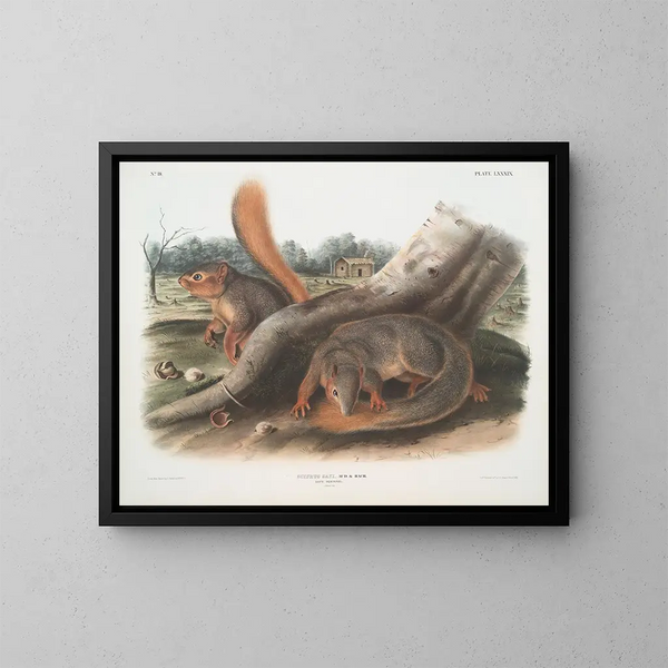 Squirrel a grandezza naturale - John Woodhouse Audubon — quadro incorniciato alla parete
