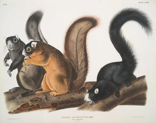 John Woodhouse Audubon - Sciurus capistratus Fox Squirrel Natural size.webp
