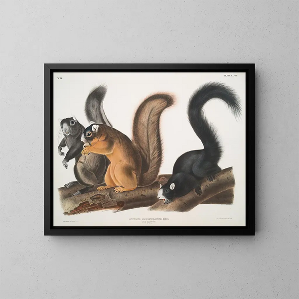 Scoiattolo di Fox a grandezza naturale - John Woodhouse Audubon — quadro incorniciato alla parete