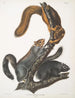 Sciurus cinereus Écureuil-chat Taille naturelle - John Woodhouse Audubon — Ansicht des Kunstwerks