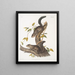 Sciurus colliaei Collie Écureuil Taille naturelle - John Woodhouse Audubon — gerahmtes Bild an der Wand