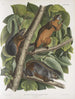 Sciurus ferruginiventris Eichhörnchen mit rotem Bauch Natürliche Größe Männchen Weibchen und Jungtier - John Woodhouse Audubon — Ansicht des Kunstwerks