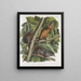 Sciurus ferruginiventris Eichhörnchen mit rotem Bauch Natürliche Größe Männchen Weibchen und Jungtier - John Woodhouse Audubon — gerahmtes Bild an der Wand