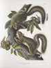 Sciurus leporinus Eichhörnchen Hase Natürliche Größe - John Woodhouse Audubon — Ansicht des Kunstwerks