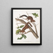 John Woodhouse Audubon — gerahmtes Bild an der Wand