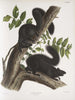 Sciurus niger Schwarzer Eichhörnchen Natürliche Größe 1 Männchen 2 Weibchen - John Woodhouse Audubon — Ansicht des Kunstwerks