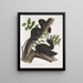 Sciurus niger Schwarzer Eichhörnchen Natürliche Größe 1 Männchen 2 Weibchen - John Woodhouse Audubon — gerahmtes Bild an der Wand