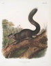Sciurus nigrescens Scoiattolo scuro Maschio Dimensione naturale - John Woodhouse Audubon — vista dell’opera