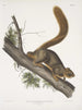 John Woodhouse Audubon — Ansicht des Kunstwerks