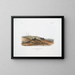 Sorex carolinensis, Karolinermusarauge, Männchen und Weibchen, natürliche Größe - John Woodhouse Audubon — gerahmtes Bild an der Wand