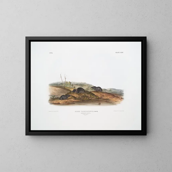 Sorex carolinensis, topor di Carolina, maschi e femmine, dimensioni naturali - John Woodhouse Audubon — quadro incorniciato alla parete