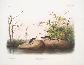 John Woodhouse Audubon - Sorex palustris American Marsh Shrew Males Natural size.webp