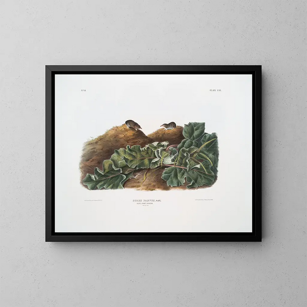 Sorex parvus, la talpa dell'Est, dimensioni naturali - John Woodhouse Audubon — quadro incorniciato alla parete