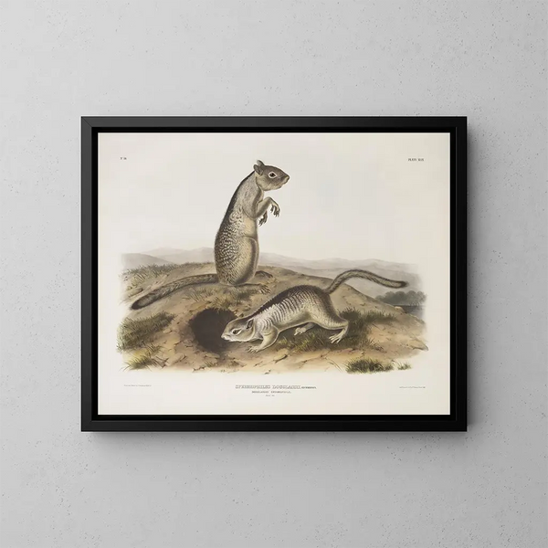 Spermophile di Douglas a grandezza naturale - John Woodhouse Audubon — quadro incorniciato alla parete
