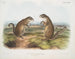 Marmotte de Franklin mâle et femelle à taille naturelle - John Woodhouse Audubon — Ansicht des Kunstwerks