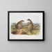 Marmotte de Franklin mâle et femelle à taille naturelle - John Woodhouse Audubon — gerahmtes Bild an der Wand
