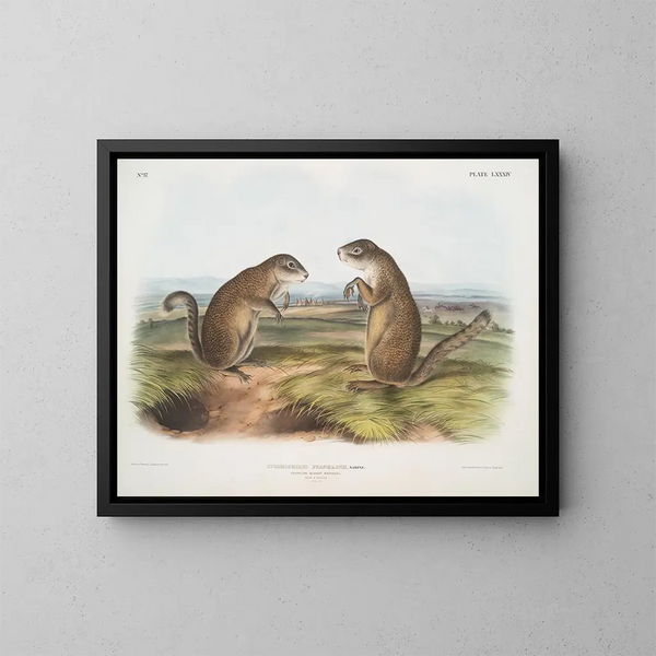 Marmotte di Franklin maschio e femmina a grandezza naturale - John Woodhouse Audubon — quadro incorniciato alla parete