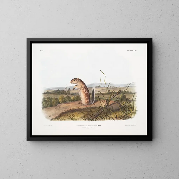 Spermophile messicano, scoiattolo marmotta maschio, dimensioni naturali - John Woodhouse Audubon — quadro incorniciato alla parete