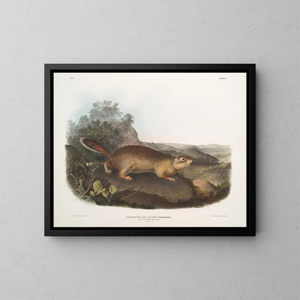 Spermophile di Parry dimensioni naturali - John Woodhouse Audubon — quadro incorniciato alla parete