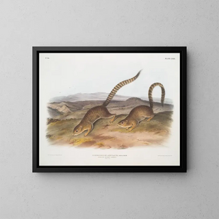 John Woodhouse Audubon - Spermophilus annulatus Annulated Marmot Squirrel Natural size.webp
