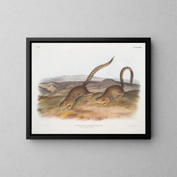Spermophile annelé dimensioni naturali - John Woodhouse Audubon — quadro incorniciato alla parete