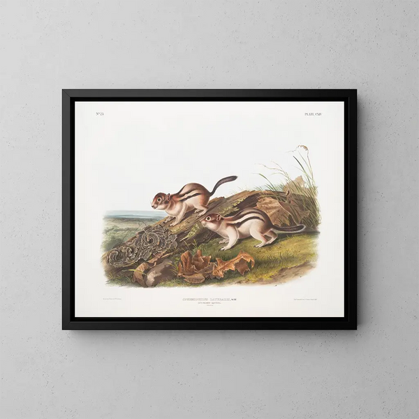 Spermophile laterale dimension naturale - John Woodhouse Audubon — quadro incorniciato alla parete