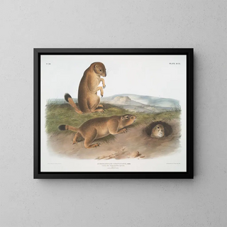 John Woodhouse Audubon - Spermophilus ludovicianus Prairie DogPrairie Marmot Squirrel Natural Size 1 Male 2 Female 3 Young.webp