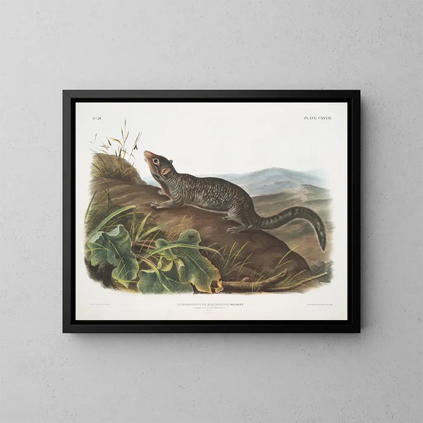 Spermophile à grande queue maschio dimensioni naturali - John Woodhouse Audubon — quadro incorniciato alla parete