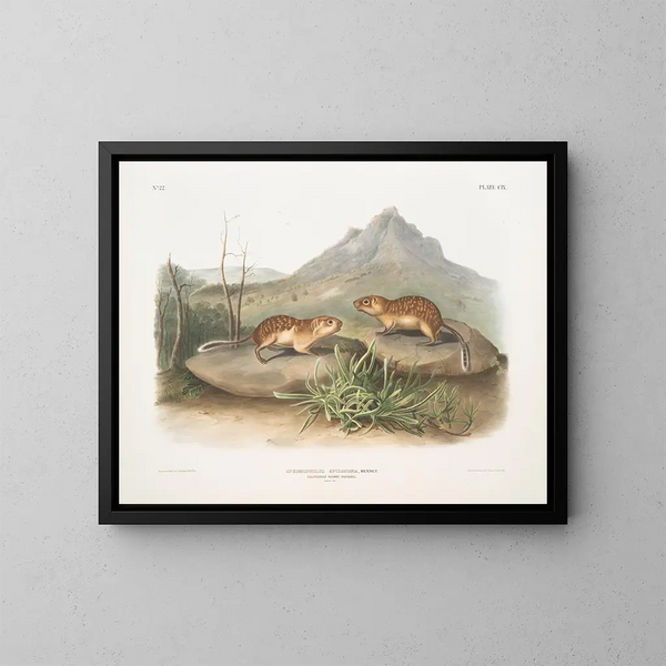 Spermophile tacheté, scoiattolo marmotta della California, dimensioni naturali - John Woodhouse Audubon — quadro incorniciato alla parete