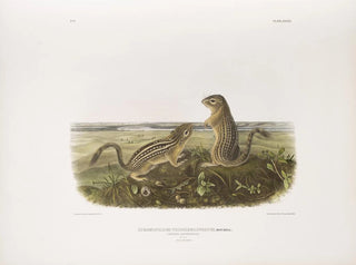 John Woodhouse Audubon - Spermophilus tridecemlineatus Leopard Spermophile Natural size Male and female.webp