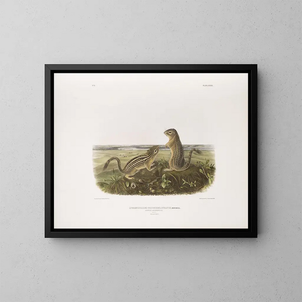 Spermophile à treize bandes, taille naturelle, mâle et femelle - John Woodhouse Audubon — quadro incorniciato alla parete
