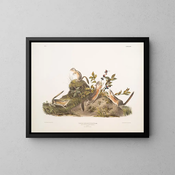 scoiattolo terrestre a quattro bande - John Woodhouse Audubon — quadro incorniciato alla parete