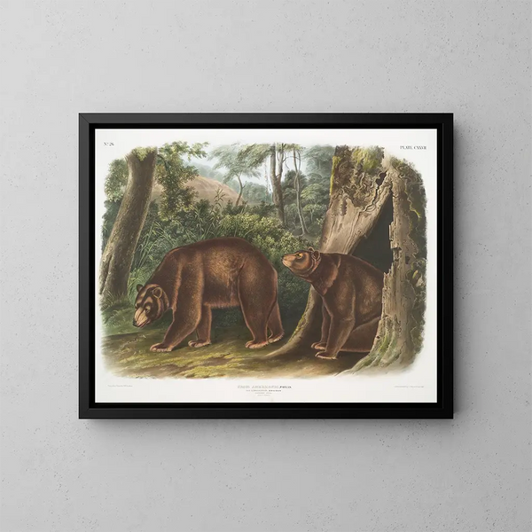 Orso nero americano varietà cannella maschio e femmina - John Woodhouse Audubon — quadro incorniciato alla parete