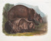 Orso grizzly maschio - John Woodhouse Audubon — vista dell’opera