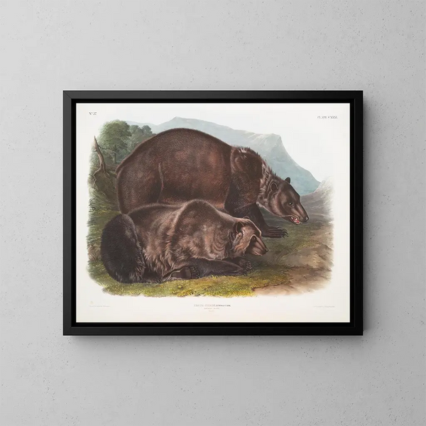 Orso grizzly maschio - John Woodhouse Audubon — quadro incorniciato alla parete