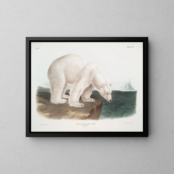 Orso polare maschio - John Woodhouse Audubon — quadro incorniciato alla parete