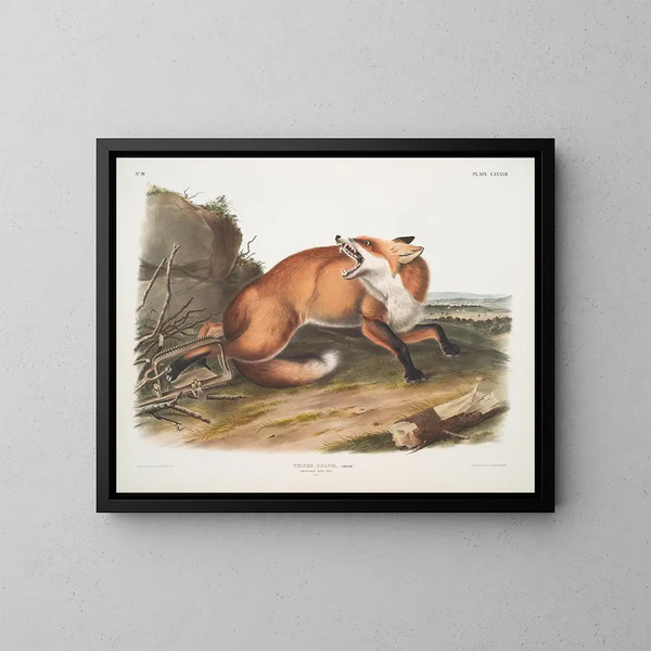 Renard roux américain mâle - John Woodhouse Audubon — quadro incorniciato alla parete